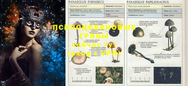 PSILOCYBIN Богданович